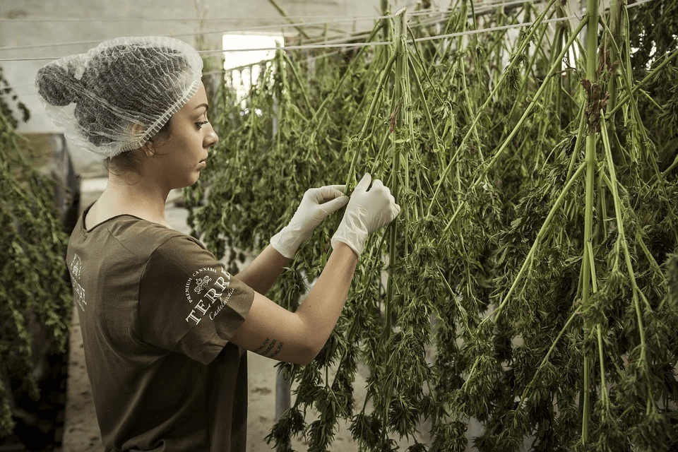 How is CBD actually made? – Simply CBD